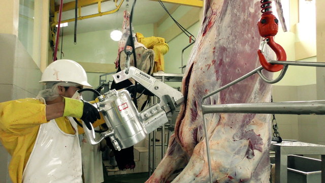 Efficiently process cattle carcasses by expertly cutting the brisket opening,specifically the breastbone or sternum,within a slaughterhouse.