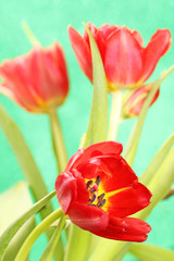 Obraz premium Spring