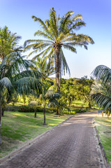 Obraz na płótnie Canvas Walkway under palm trees.