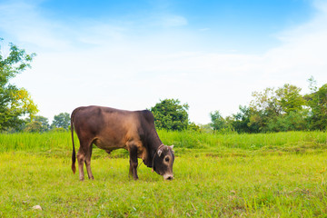 Cow in the color green field