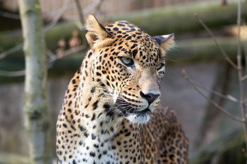 portrait of Persian leopard