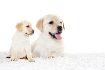 labrador puppy lies and looks