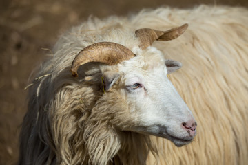 ram or rammer, male of sheep