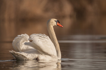 Obraz premium Höckerschwan