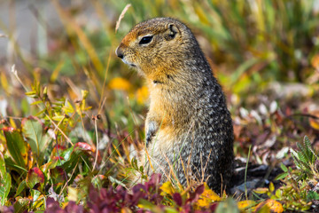 An arctic ground squirrel (Spermophilus parryii) sitting amidst the Autumn foliage in Denali National Park, Alaska.