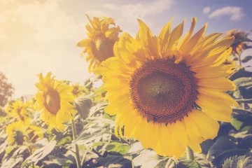 Photo sur Plexiglas Tournesol sunflower on filed and sunlight with vintage tone.