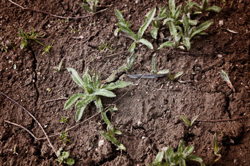 Young sprout in springtime