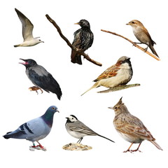 Obraz premium Set birds isolated on white background, with clipping path