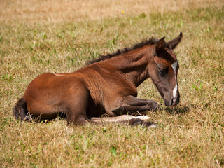 Naklejka na ściany i meble One day old foal of sport horse having rest on meadow