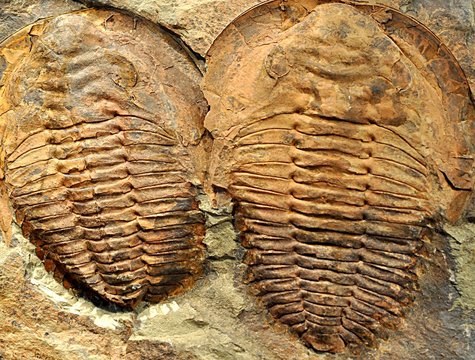 Trilobit Bilder Durchsuchen 1,874 Archivfotos, und