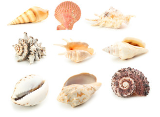Sea shells isolated on a white, collage