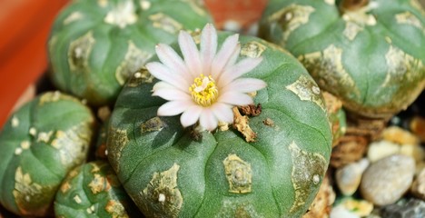 Peyote Cactus (Lophophora williamsii). - obrazy, fototapety, plakaty