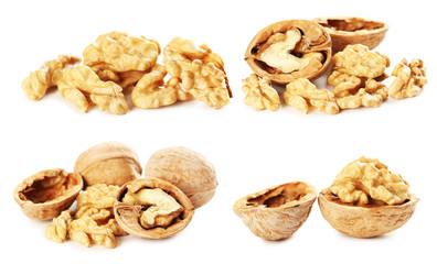 Walnut isolated on a white background, collage