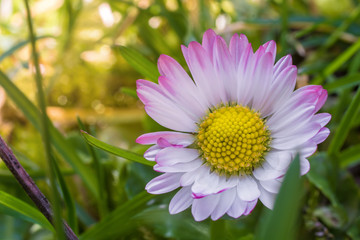 Obraz premium Gänseblümchen erwacht im Frühling auf dicht bewachsener Wiese zum Leben