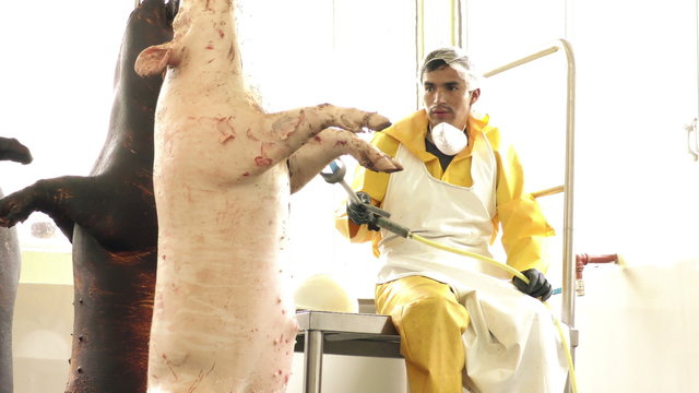Witness the efficient process of singeing pig carcasses by skilled workers using gas blow torches inside a modern slaughterhouse.