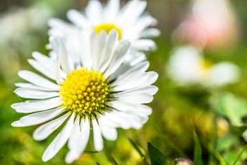 Obraz premium Naturheilmittel