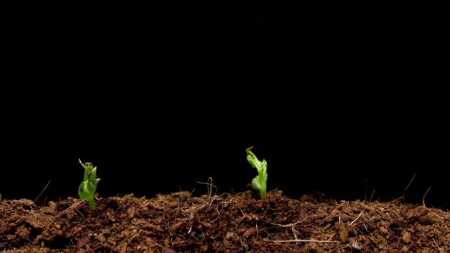 Time Lapse Growing Peas. 4k Time Lapse