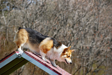 Corgi Descending A-frame
