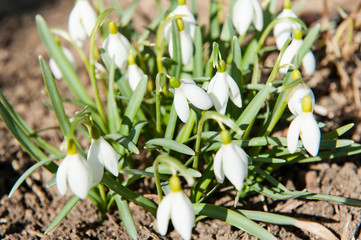 Spring snowdrop flowers blooming in sunny day