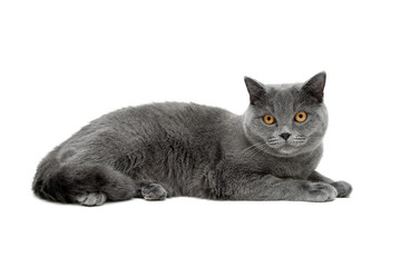 gray cat with yellow eyes isolated on white background