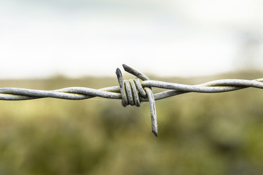 Barbed Wire knott