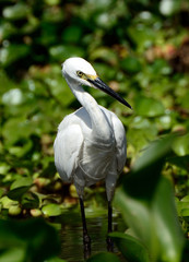 Little egret, Lake Naivasha, Kenya