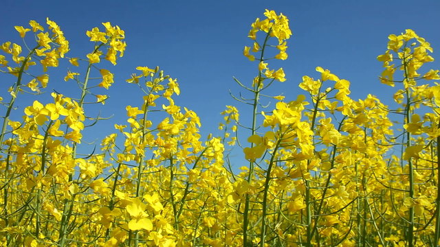 Track along yellow oil seed rape farm crop flowers blowing in the wind Northamptonshire England UK