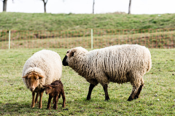 Sheep Family