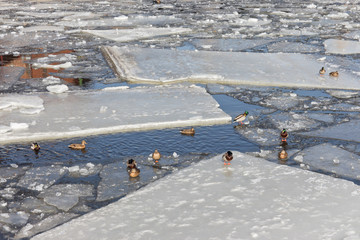 drifting ice on the river © dinanana