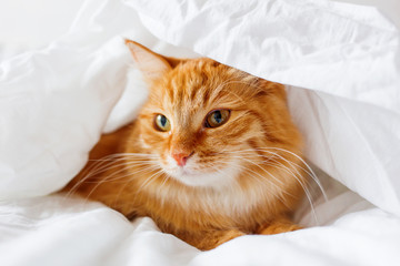 Ginger cat lies on bed. The fluffy pet comfortably hid under a blanket.