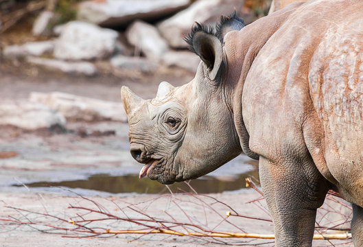 young rhino protrudes his tongue