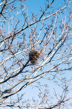 Bird nest in spring blue sky
