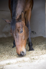 Naklejka premium Horse