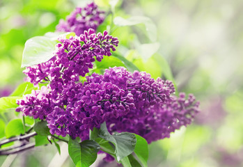 Blooming lilacs in the rain, natural background, blurred image,