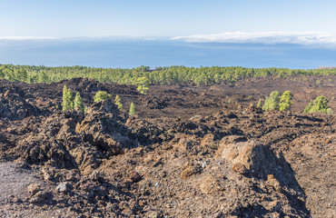 Канарские сосны растут на лавовом поле © andrey_iv