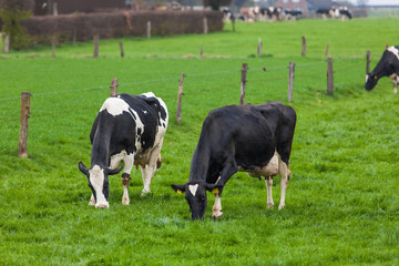 Cow grazing on a meadow