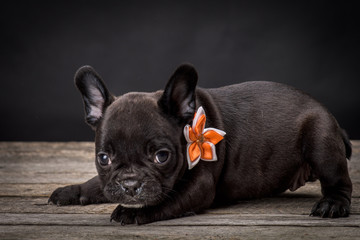 French bulldog small age puppy