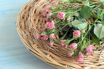 Flowers in a wicker basket.    Sprigs with small pink roses in a wicker basket on a blue wooden background.