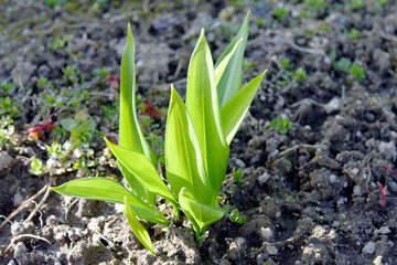 Young wild garlic in the garden