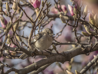 northern mockingbird,Mimus polyglottos