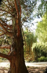 Fototapeta premium Mammutbaum, Bambus, Park, Garten