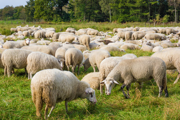 Obraz premium sheep on green grass. Sheeps in a meadow