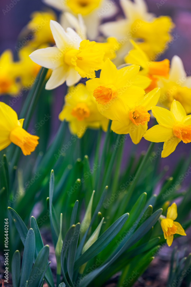 Poster Yellow narcissus spring blossom