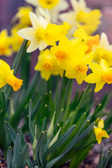 Fototapeta premium Yellow narcissus spring blossom
