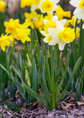 Yellow narcissus spring blossom