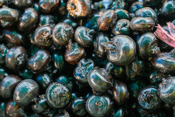 Water Chestnut background