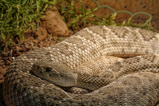 Snake in the terrarium - Levantine viper