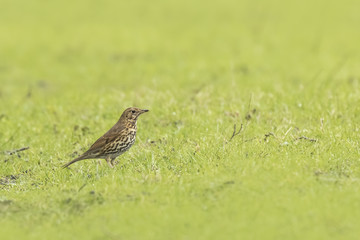 Song thrush Turdus philomelos