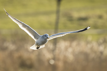 Gull flying above water