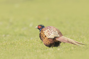 Male Pheasant stepping